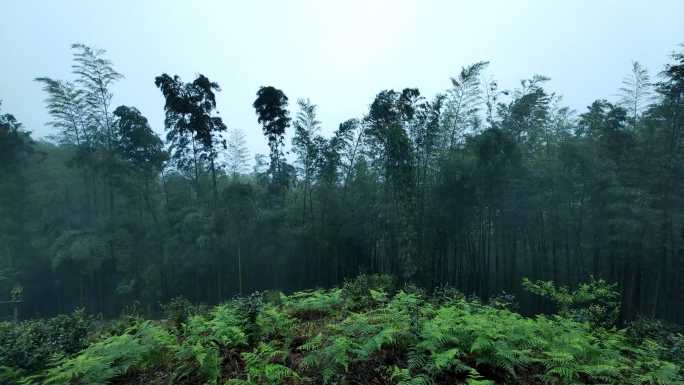 春雨 狂风中的竹林 晨雾雨雾