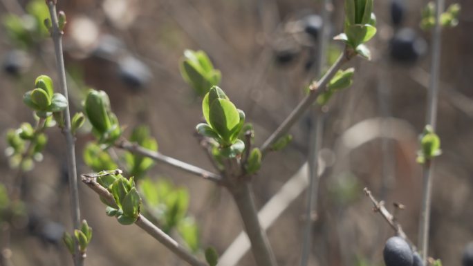 春天 公园 朝阳山公园  乐都区 发芽