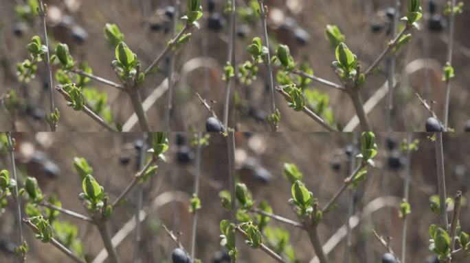 春天 公园 朝阳山公园  乐都区 发芽