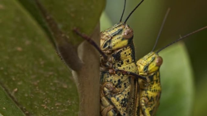 两只蝗虫配对在树枝上，看到颜色与树叶融为一体。