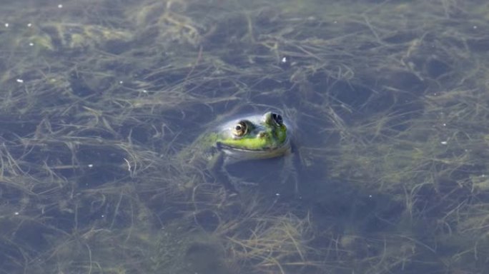 湿地上的绿色青蛙。常见的青蛙，池塘水中的蛙。在阳光明媚的日子里，在湖泊或河流中，野蟾蜍在水面上放松的