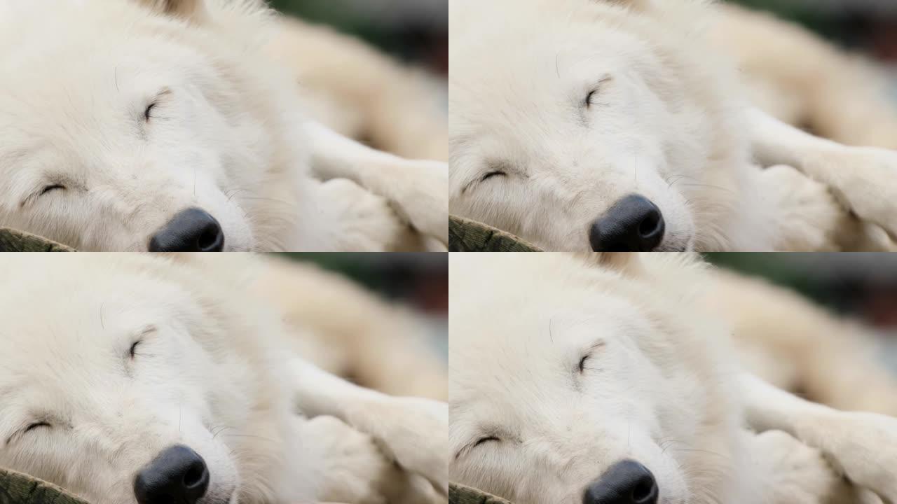 一只老北极白狼正在睡觉。