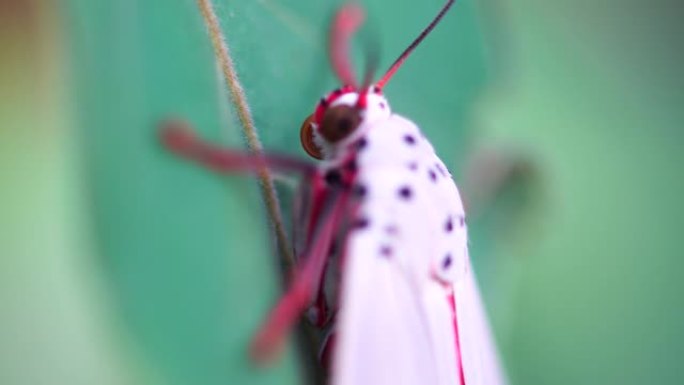 蝴蝶特写昆虫野生动物生物