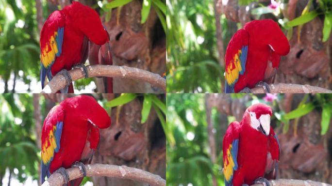 红鹦鹉猩红色金刚鹦鹉，澳门Ara，两只鸟坐在树枝上。