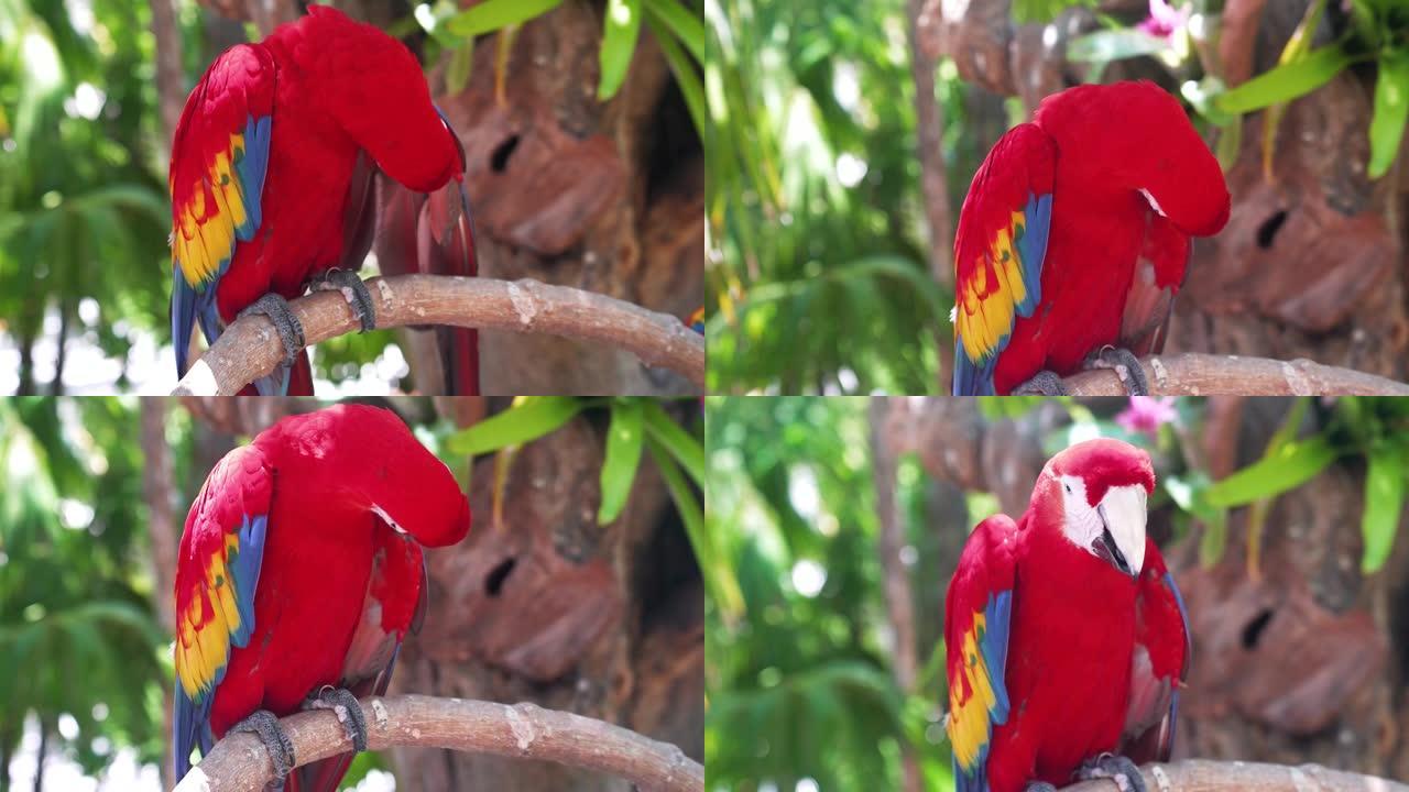 红鹦鹉猩红色金刚鹦鹉，澳门Ara，两只鸟坐在树枝上。
