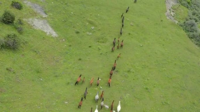 一群马在绿草地上追着首领跑。