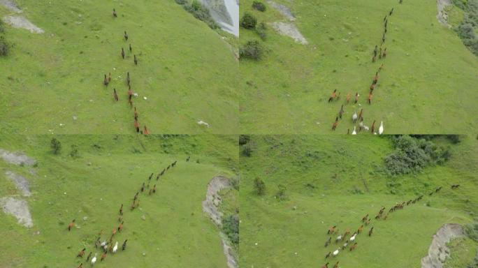 一群马在绿草地上追着首领跑。