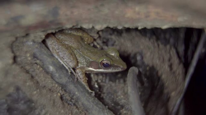 马来亚白唇树蛙 (Chalcorana labialis) 躲在丛林地面上的树根之间。热带雨林中的夜