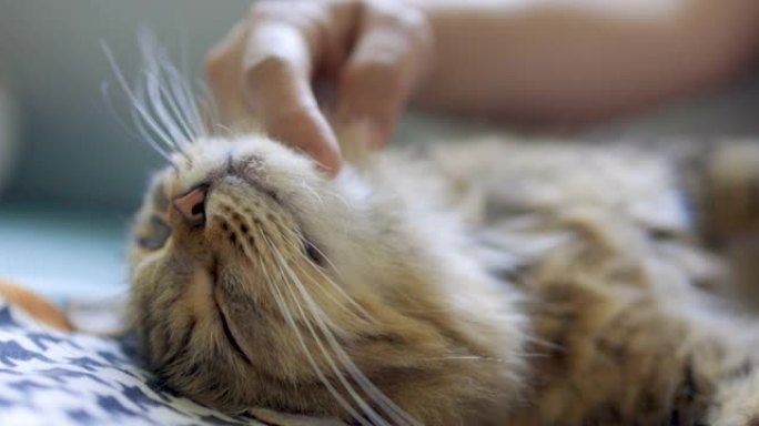 猫睡觉和女人在脸上按摩