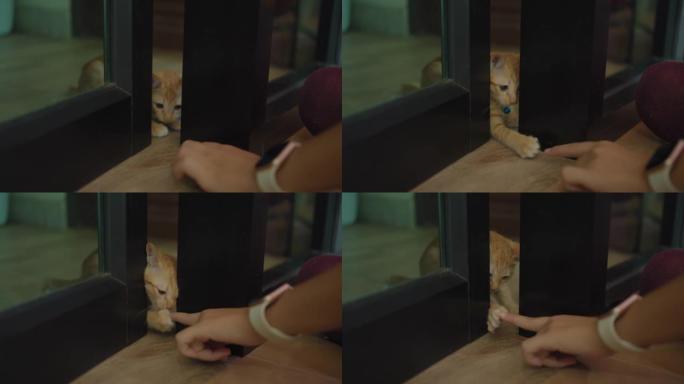 亚洲女人让小猫从新家的笼子里出来。收养流浪猫的概念要有一个爱并能照顾他们的新主人。4k慢动作。