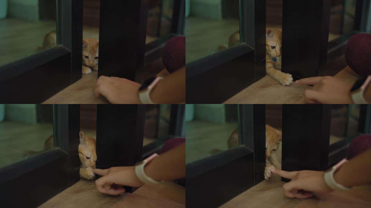 亚洲女人让小猫从新家的笼子里出来。收养流浪猫的概念要有一个爱并能照顾他们的新主人。4k慢动作。