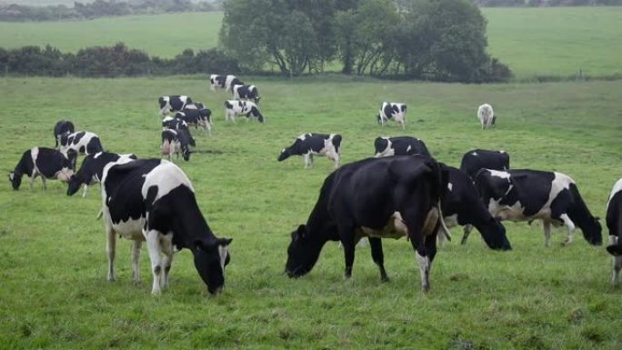 爱尔兰雾蒙蒙的田野里放牧的一群弗里斯兰牛