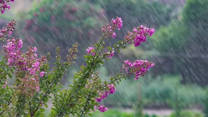 夏雨支