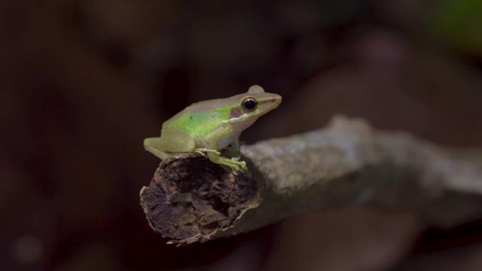 马来亚白唇树蛙 (Chalcorana labialis) 坐在丛林的树枝上。热带雨林中的夜间狩猎。