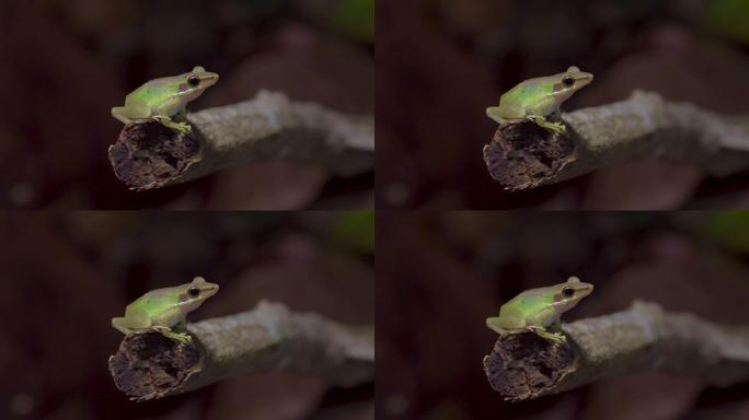 马来亚白唇树蛙 (Chalcorana labialis) 坐在丛林的树枝上。热带雨林中的夜间狩猎。