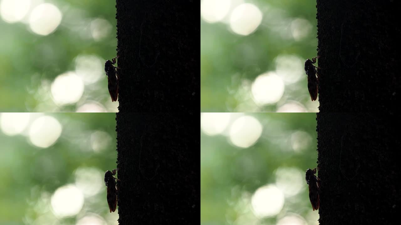 一只棕色蝉早上爬在树上