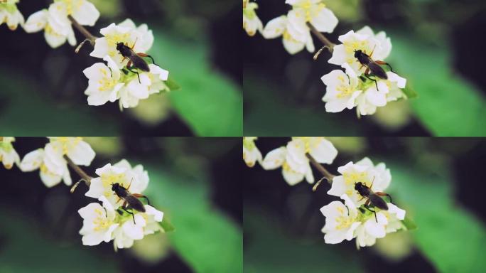 昆虫花蝇喝猕猴桃花的花蜜。慢动作x5。特写