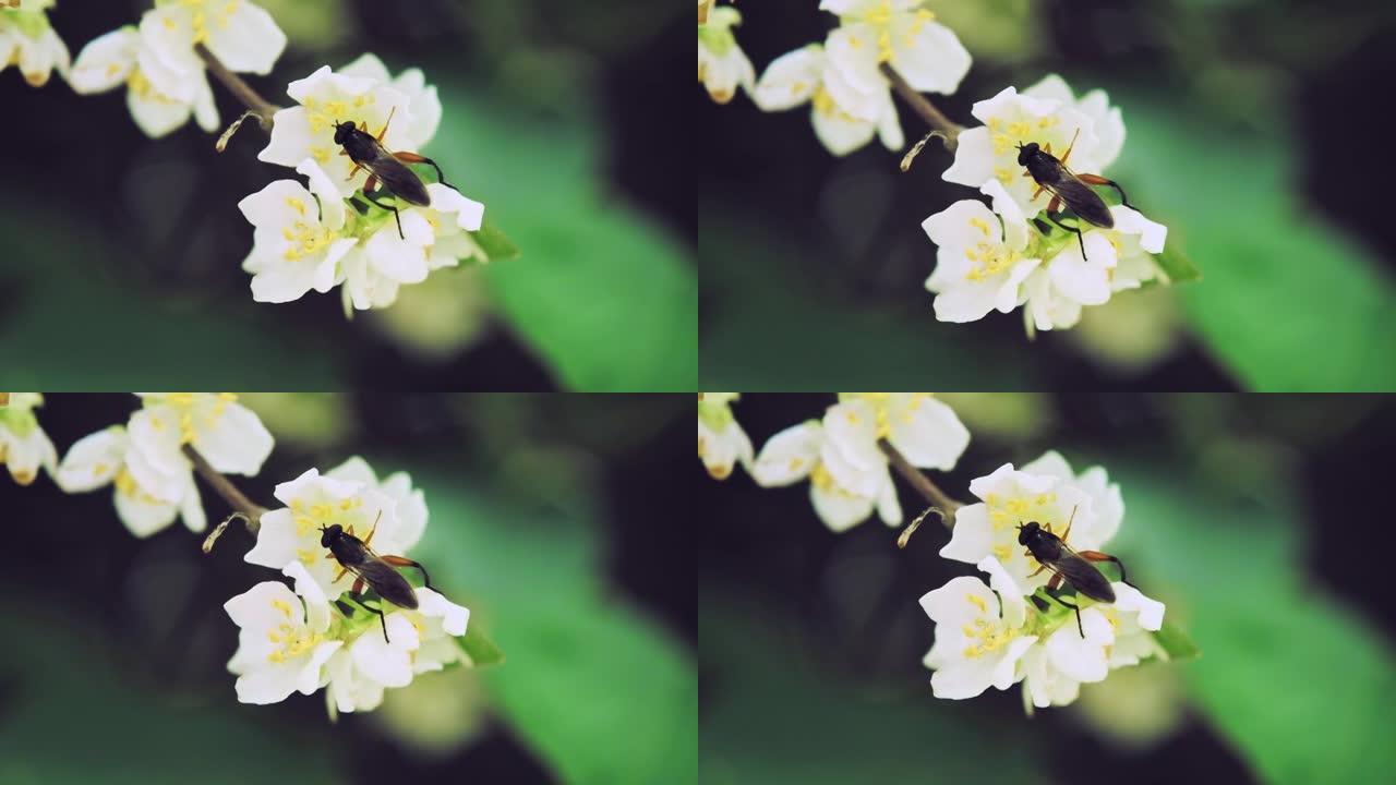 昆虫花蝇喝猕猴桃花的花蜜。慢动作x5。特写