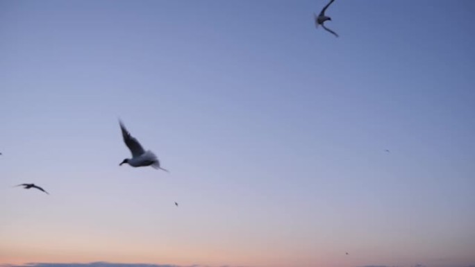 慢动作: 傍晚时分，海鸥在蓝天上飞翔