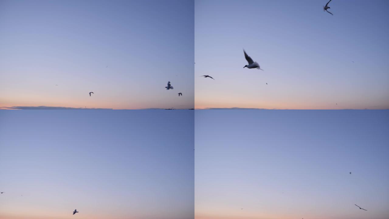 慢动作: 傍晚时分，海鸥在蓝天上飞翔