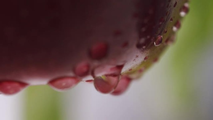 苹果树和红苹果在阳光下关闭。红苹果长在树枝上。收获的时间到了。对苹果的选择性关注