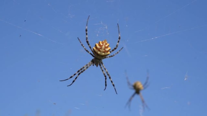 两只大蜘蛛挂在蓝天上的网上