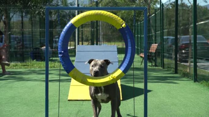 斗牛犬在公园里玩耍。像轮胎一样在圆圈中跳跃，然后爬上坡道做运动