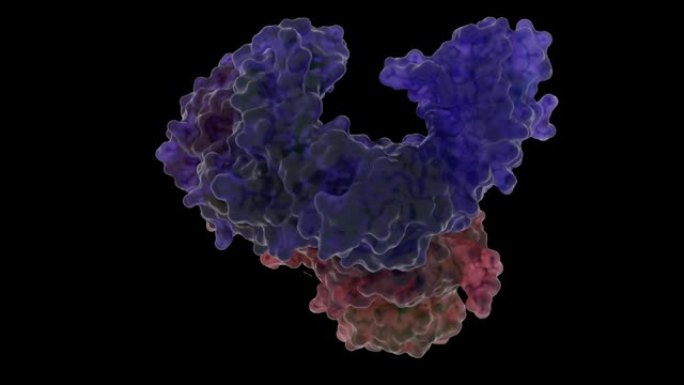 免疫缺陷病毒1型逆转录酶异二聚体中的不对称性