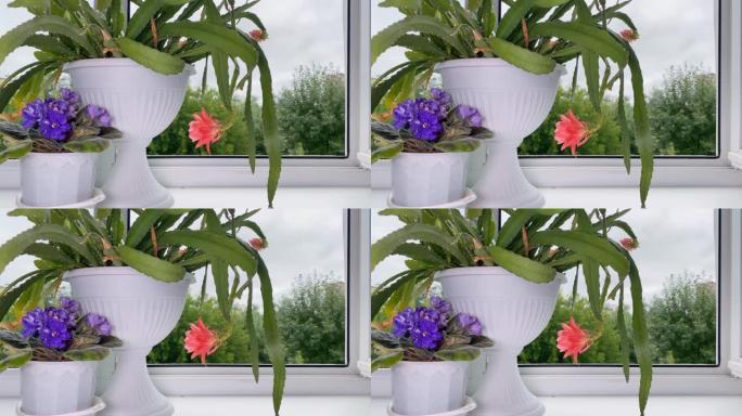 房间窗台上的盆花。国内开花的植物名为仙人掌和堇菜花。