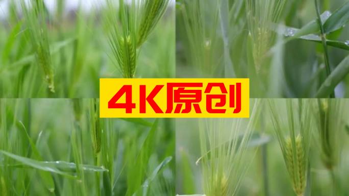 4K实拍麦穗雨水 谷雨 小满小麦