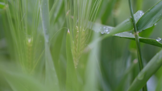 4K实拍麦穗雨水 谷雨 小满小麦