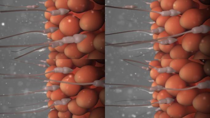 精子到达卵子受精受精过程生殖