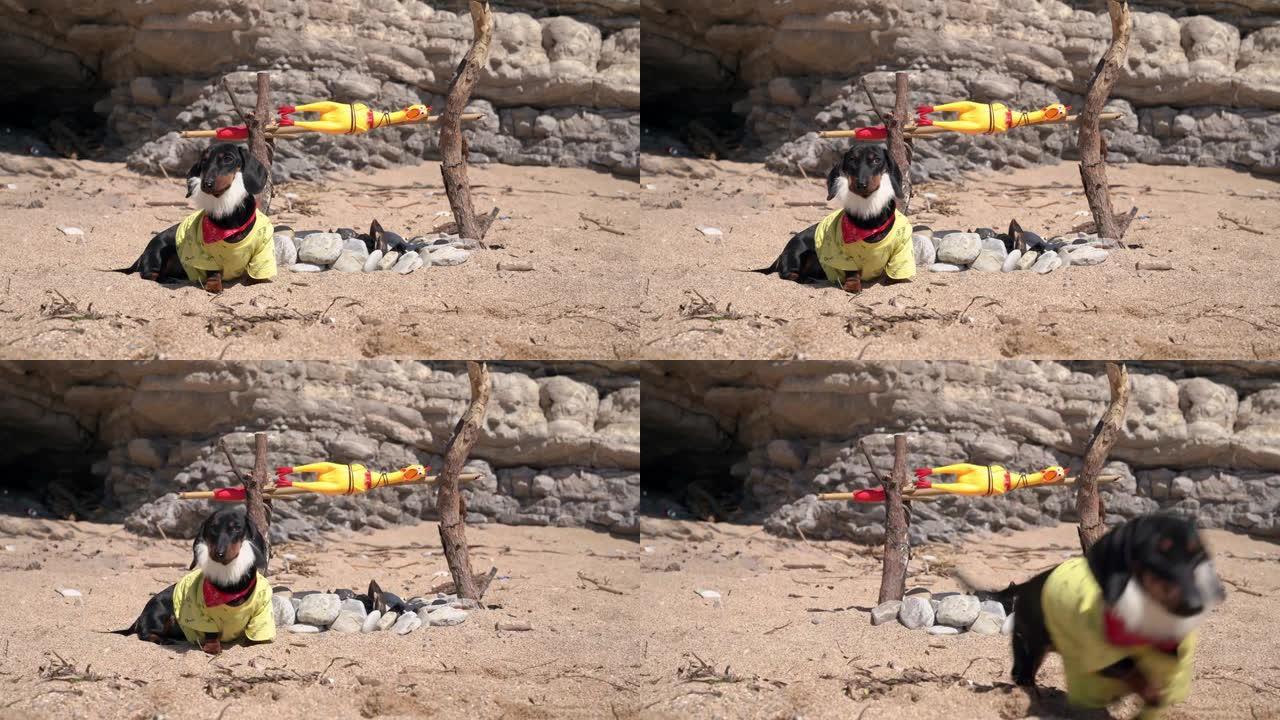 有着浓密胡须的腊肠犬小狗，因为它很久以前在荒岛上迷路了，坐在篝火旁的沙质海岸上，自制的吐口水炸了玩具