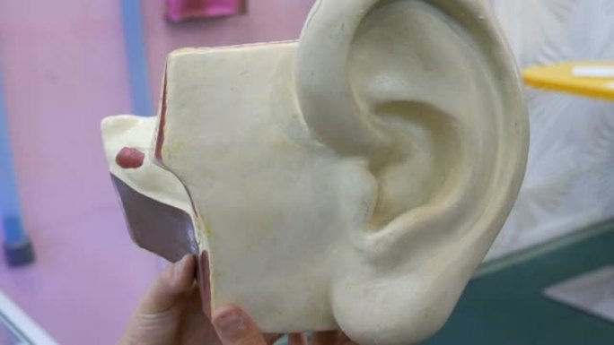 人耳解剖结构的玩具模型。人体听觉器官的人工模型