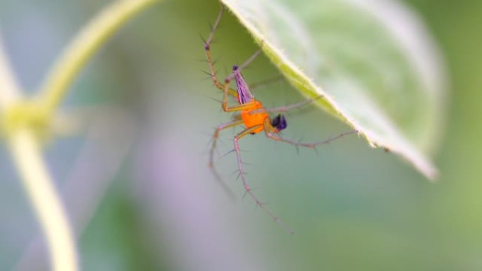 跳跃蜘蛛的特写微距实拍虫子昆虫