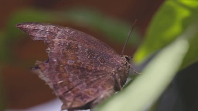 泰国后院的老棕色蝴蝶在叶子上休息。