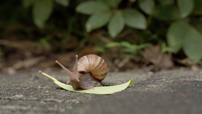 城市道路上的蜗牛