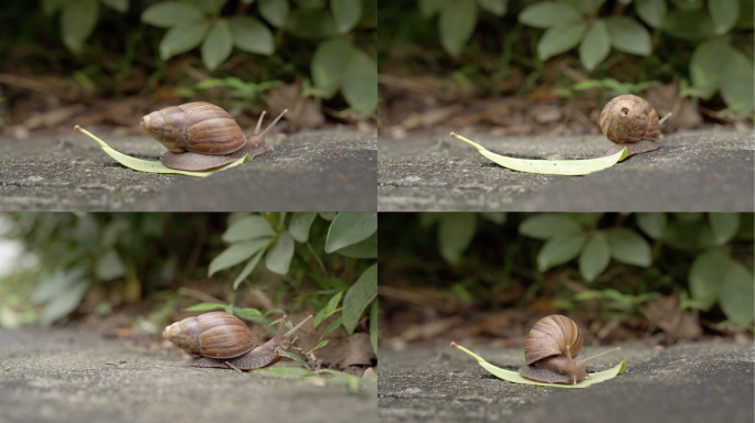 城市道路上的蜗牛