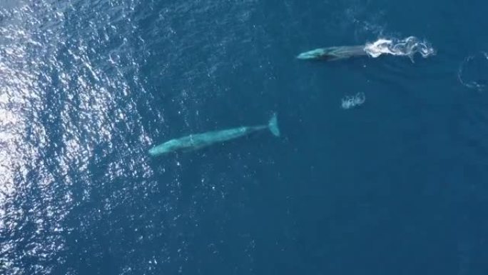 葡萄牙亚速尔群岛海洋抹香鲸的鸟瞰图。