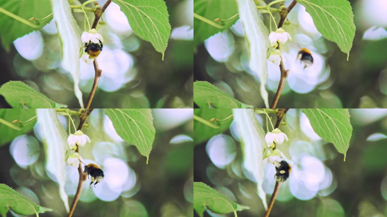 昆虫大黄蜂为猕猴桃的白色花朵授粉。慢动作x5。特写