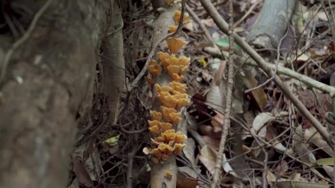 男子手持智能手机拍摄热带雨林树上生长的野生蘑菇的照片。盖伊在丛林或森林徒步旅行时发现了棕色蘑菇