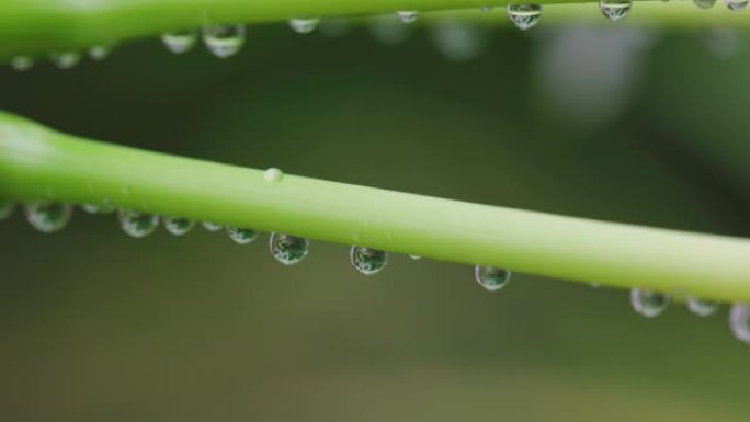 绿叶上的雨滴无根水水滴
