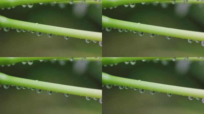 绿叶上的雨滴无根水水滴