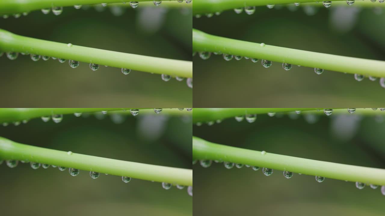 绿叶上的雨滴无根水水滴