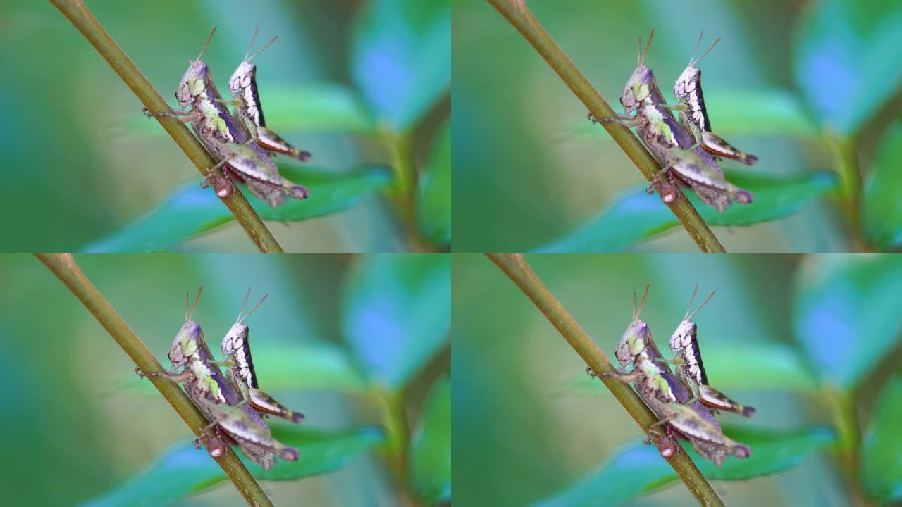 热带森林的树叶上的蚱蜢，微距摄影，