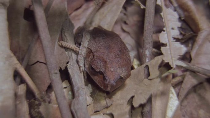 斑点窝蛙 (Leptobrachium hendricksoni) 伪装隐藏在丛林中的干叶和树枝中。