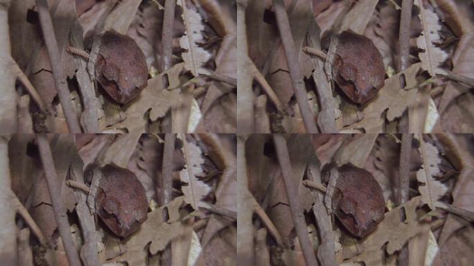 斑点窝蛙 (Leptobrachium hendricksoni) 伪装隐藏在丛林中的干叶和树枝中。