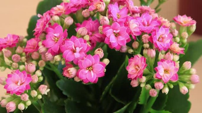 粉红色花瓣Kalanchoe。