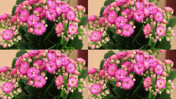 粉红色花瓣Kalanchoe。