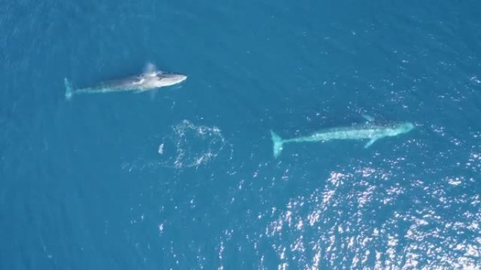 葡萄牙亚速尔群岛海洋抹香鲸的鸟瞰图。